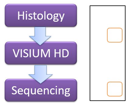File:VisiumHD workflow slide.jpg