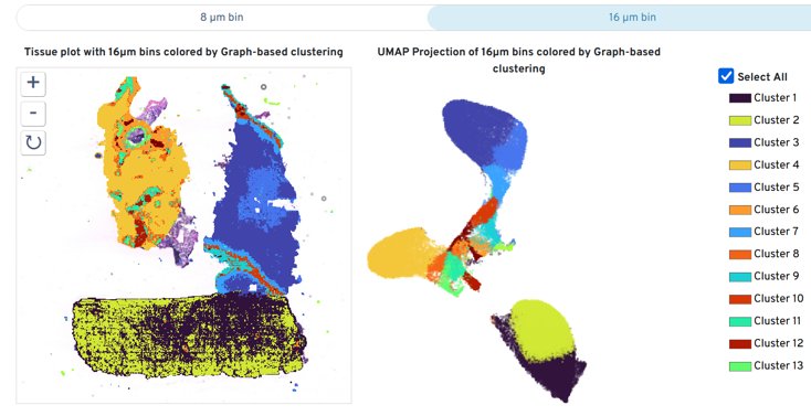 File:VisiumHD loupe example.jpg