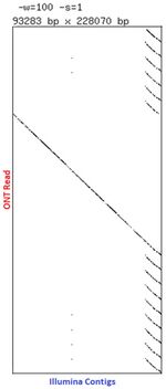 Page Lab assembled ultra long read gDNA data showing a long read spanning Illumina contigs