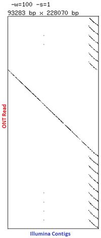 Page Lab assembled ultra long read gDNA data showing a long read spanning Illumina contigs