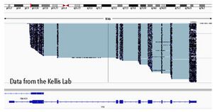 IGV spanning the Vimentin gene with assembled amplified cDNA
