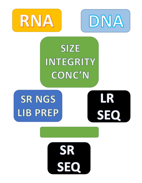 File:BMC pipes.png