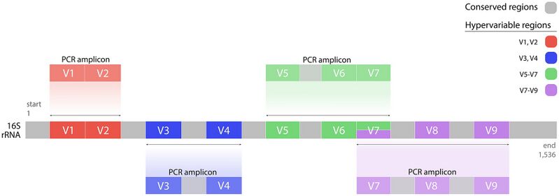 File:16S layout.jpg