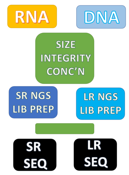 File:BMC samplePrep pipes.png