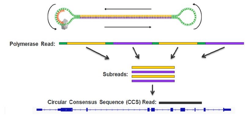 File:CCS-demo.jpg