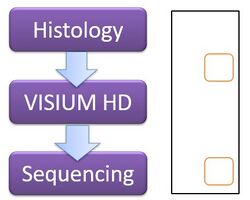 Workflow and capture areas for Visium HD