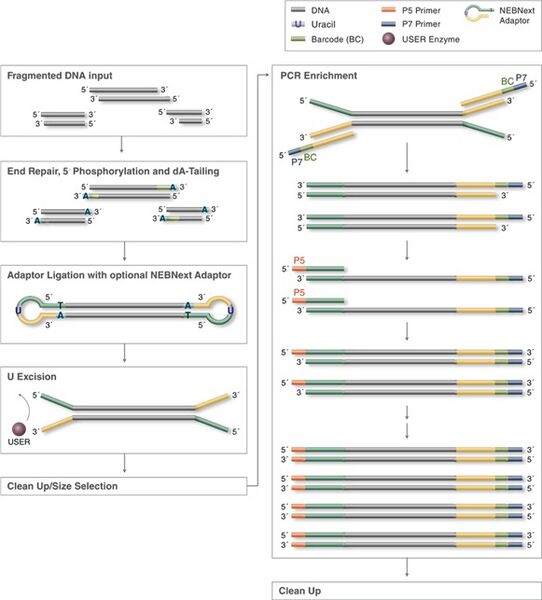 File:Ultra II DNA Input.jpg