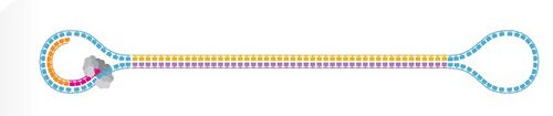 PacBio Library with Enzyme bound to SMRTBell hairpins NOT TO SCALE